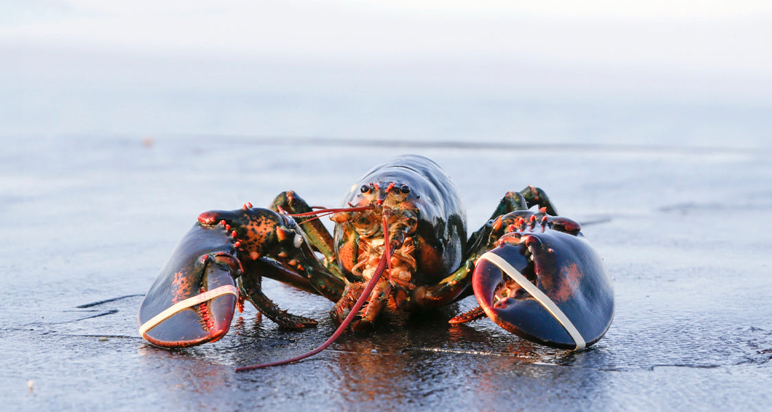 Homard cuit - Poissonnerie Les Escoumins Homard cuit - Poissonnerie Les Escoumins