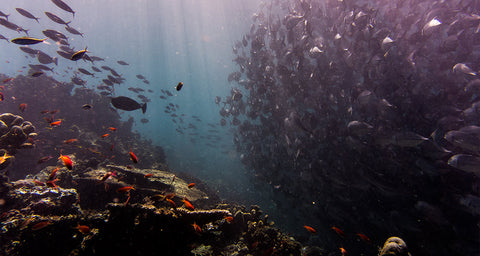 Pollution des océans, impacts sur nos poissons