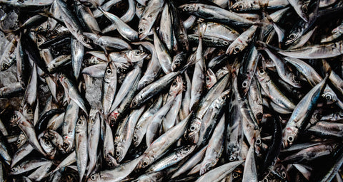 Le Grand Match de la sardine : fraîche, surgelée ou en conserve ?