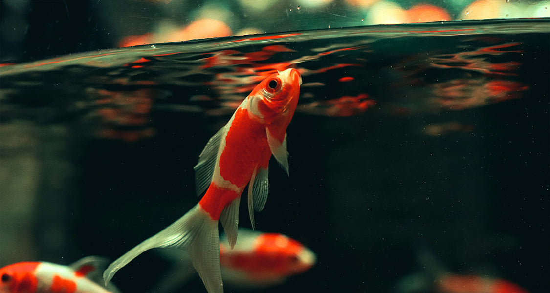 Mémoire de Poisson Rouge : Mythe, Intelligence et Capacités Mémorielles ...