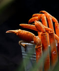 Crabe des neiges cuit (surgelé)