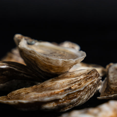 Un Trésor de la Mer