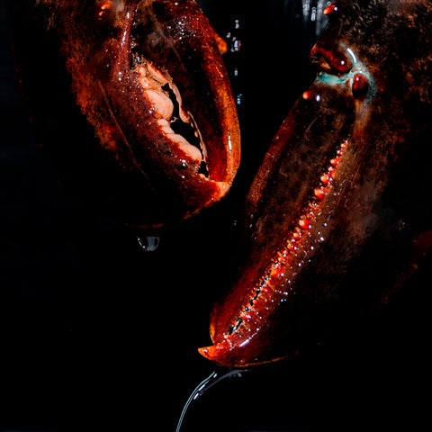 Homard vivant